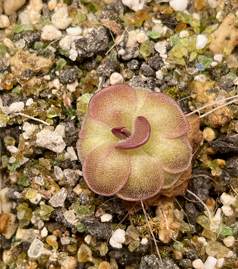 (image for) Pinguicula Guatemala 3100m