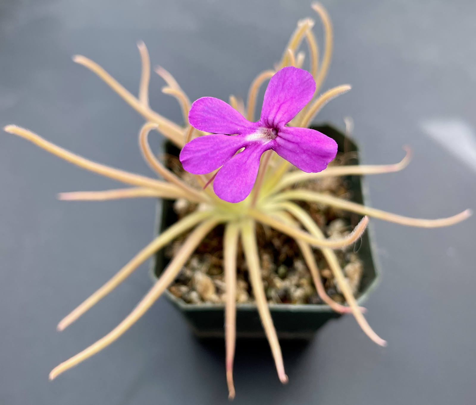 (image for) Pinguicula Gypsicola X Moctezumae