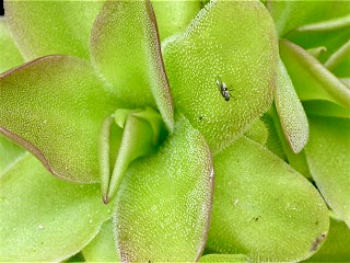 (image for) Pinguicula Gypsicola X Moctezumae X Caudata 'Hameln'