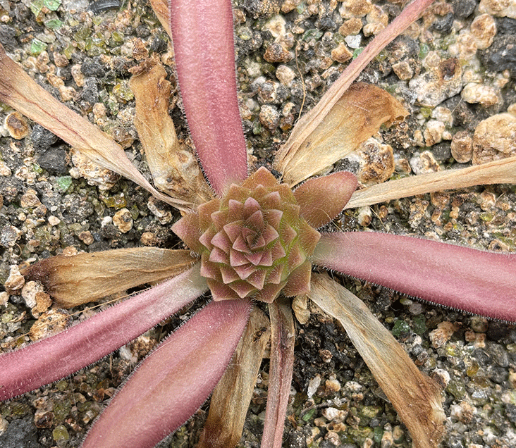 (image for) Pinguicula hemiepiphytica x Calderoniae