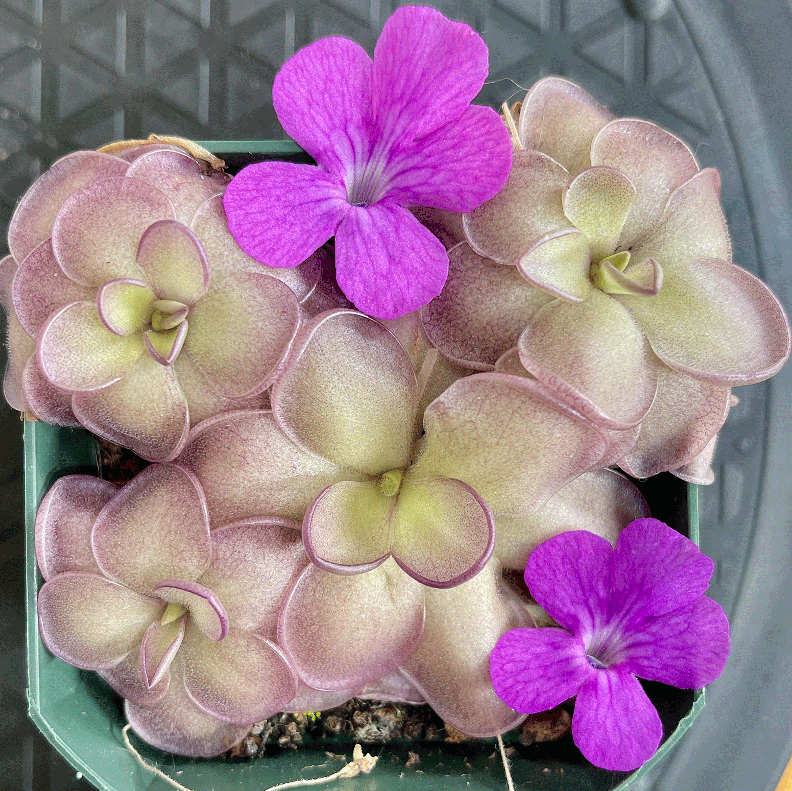 (image for) Pinguicula hemiepiphytica x Cyclosecta