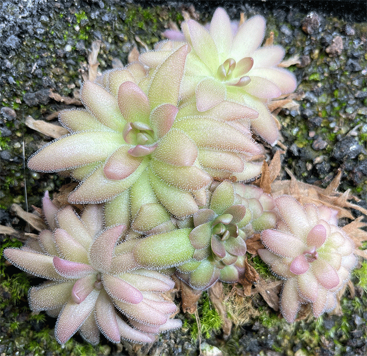 (image for) Pinguicula hemiepiphytica x Gypsicola