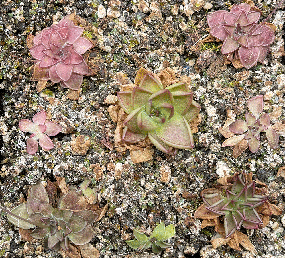 (image for) Pinguicula hemiepiphytica X Nivalis