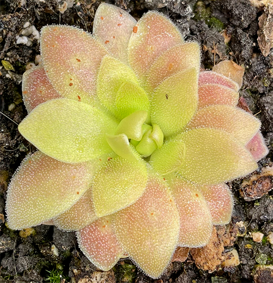 (image for) Pinguicula Heterophylla x Sethos (Ehlersiae x Moranensis)