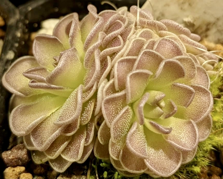 (image for) Pinguicula jauvamensis x Cyclosecta