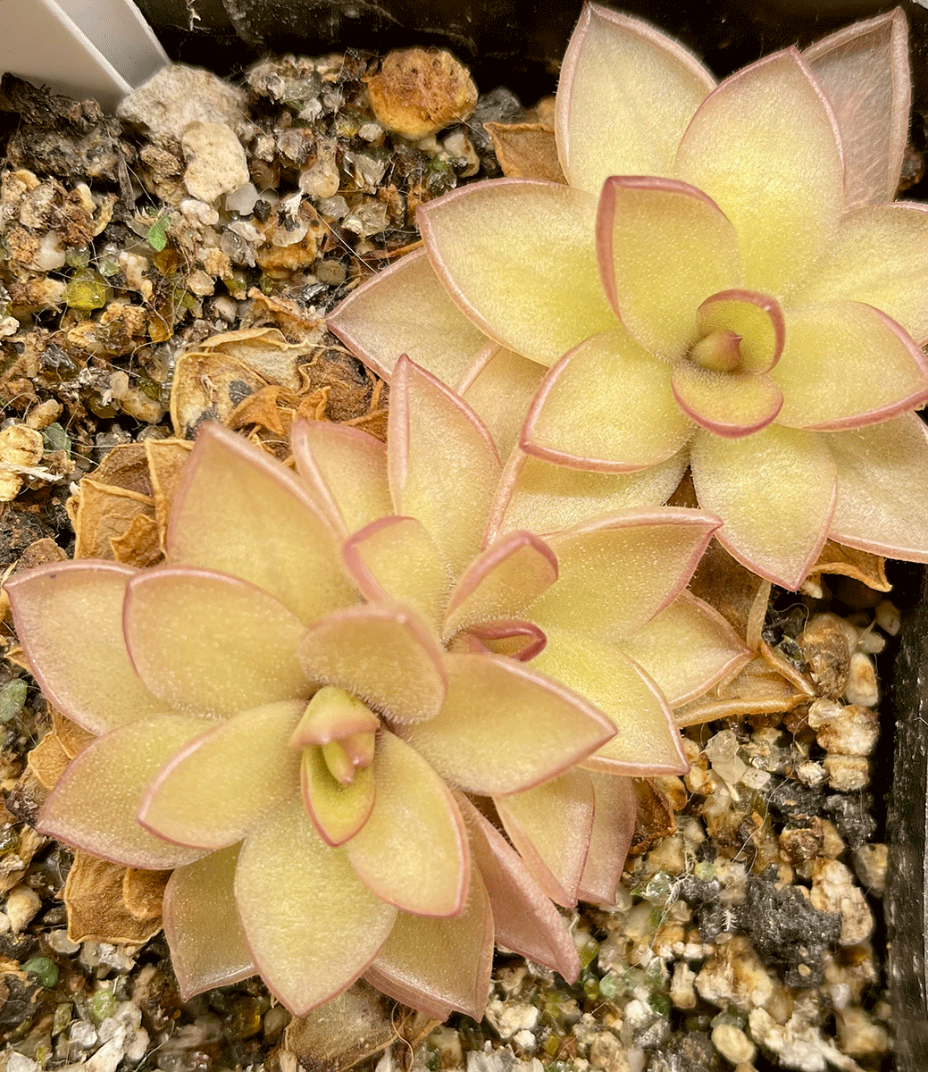 (image for) Pinguicula Laueana x Gigantea