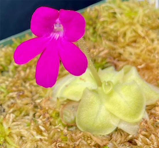 (image for) Pinguicula macrophylla