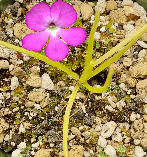 (image for) Pinguicula Moctezumae