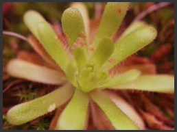 (image for) Pinguicula Moctezumae X Cyclosecta Giant Flower