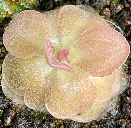 (image for) Pinguicula agnata ‘Pirouette'