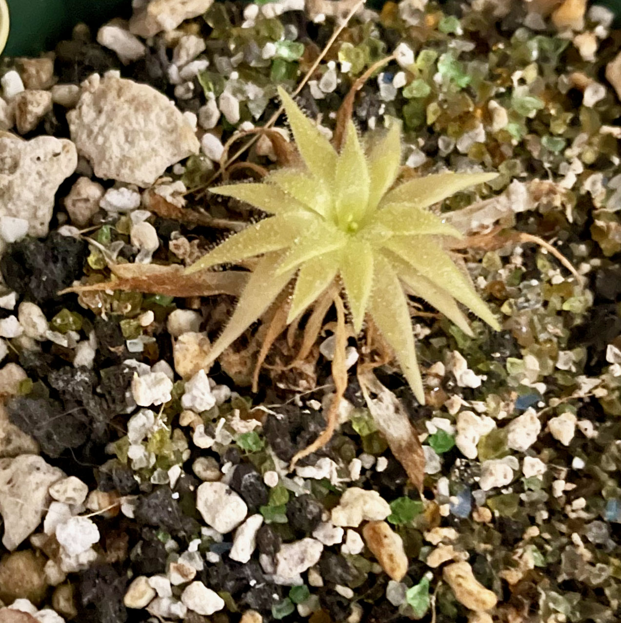 (image for) Pinguicula laueana x Emarginata ‘Seductora’