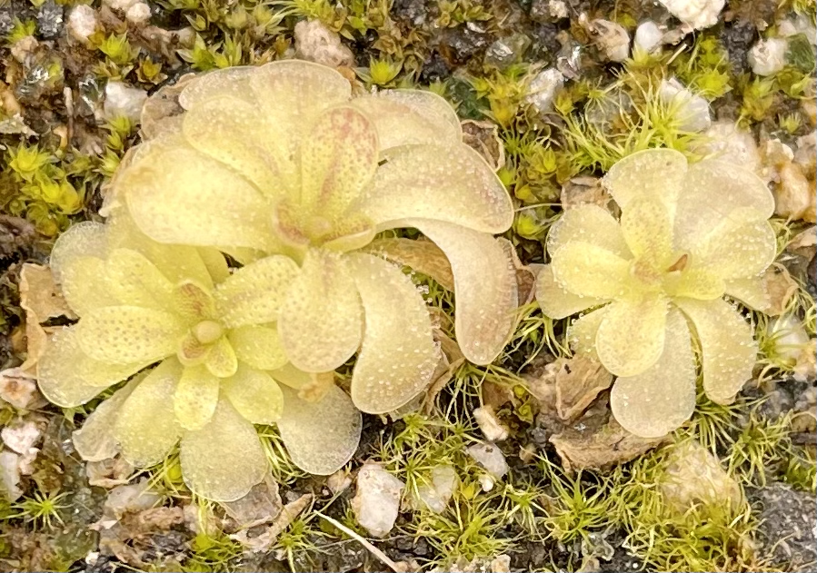 (image for) Pinguicula moranensis Frasier’s Beauty