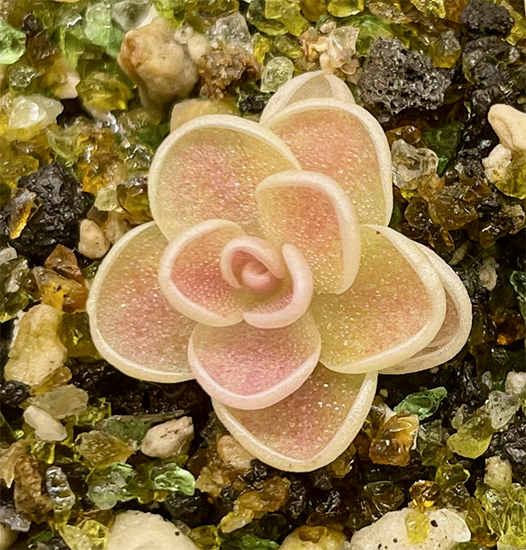 (image for) Pinguicula Cyclosecta Yucca Do 1713