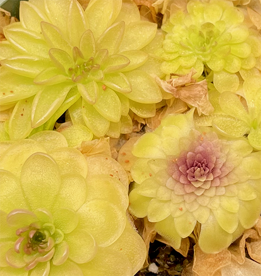 (image for) Pinguicula Zecheri X Colimensis