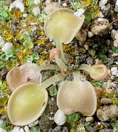 (image for) Pinguicula acuminata