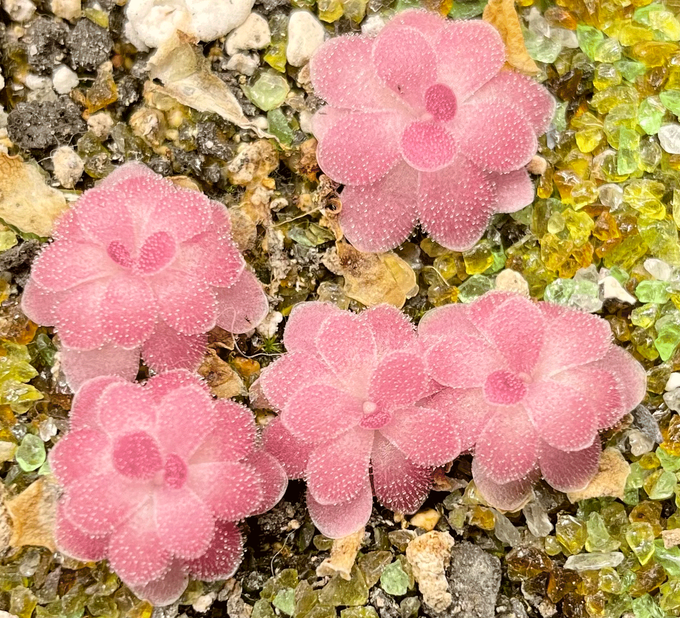 (image for) Pinguicula agnata X Debbertiana 'Johanna’