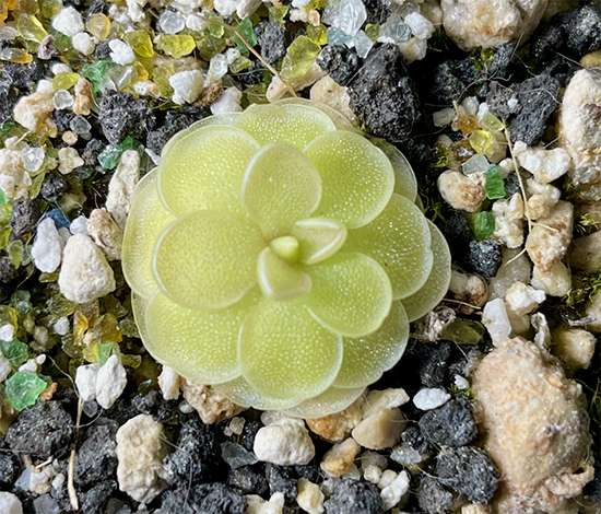 (image for) Pinguicula Debbertiana White Flower