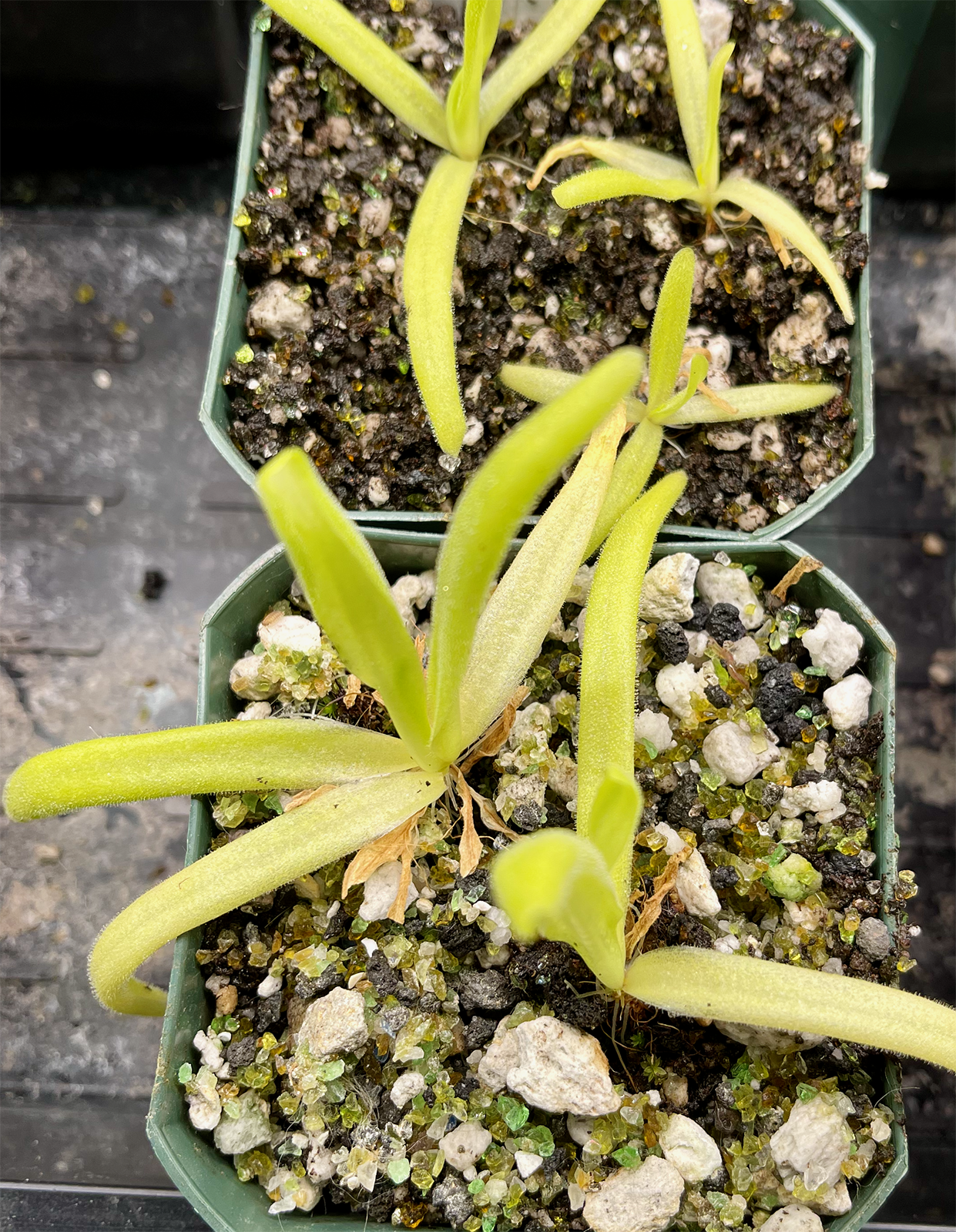 (image for) Pinguicula gigantea x Moctezumae