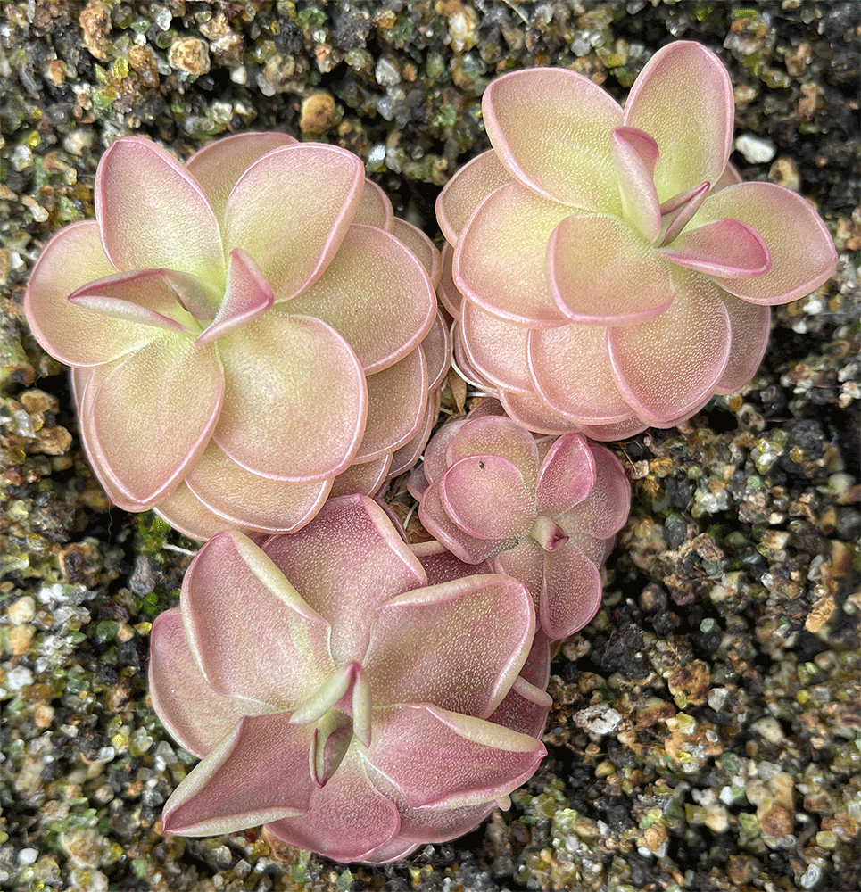 (image for) Pinguicula hemiepiphytica x Debbertiana