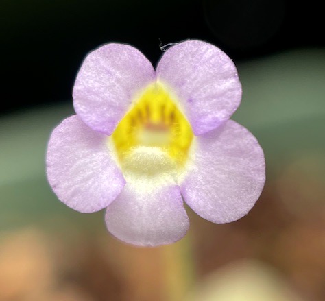 (image for) Pinguicula Lilacina La Florida