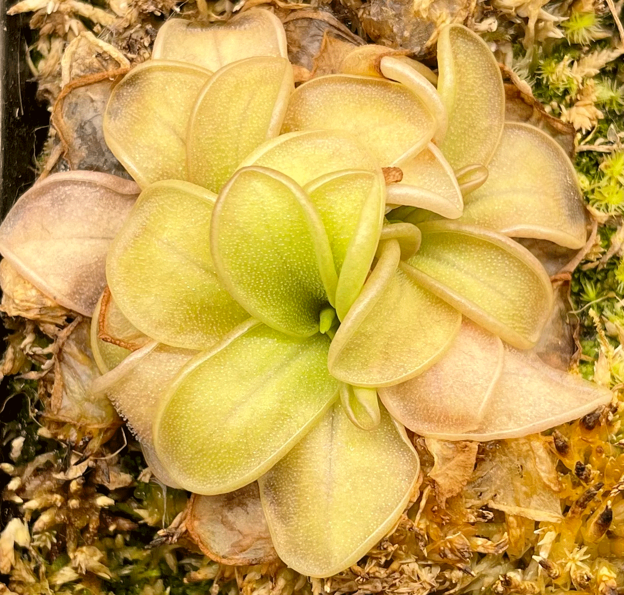 (image for) Pinguicula Mesophytica