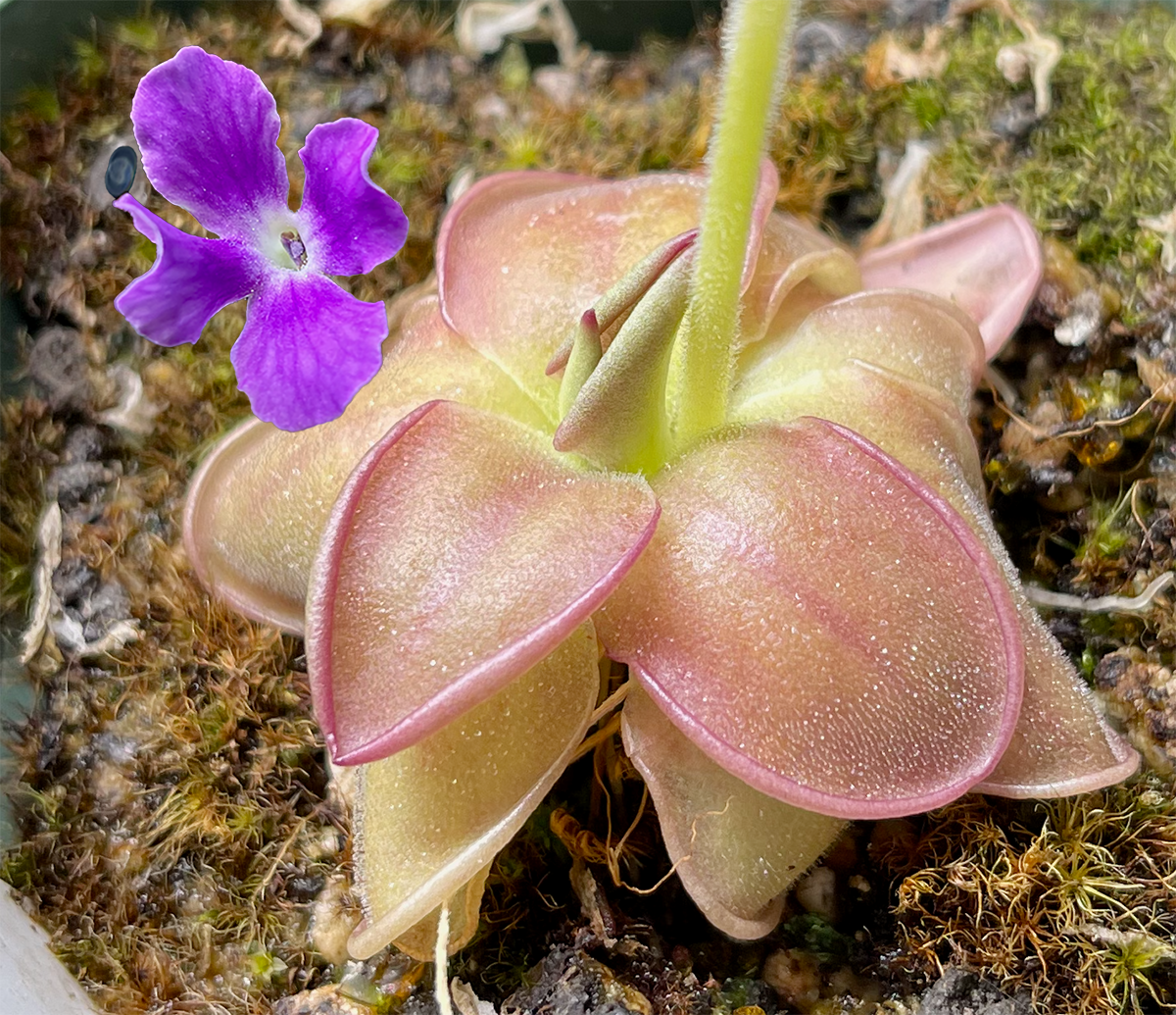 (image for) Pinguicula moranensis Vera Paz