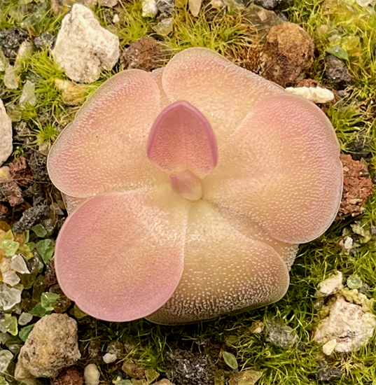 (image for) Pinguicula moranensis