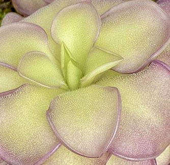 (image for) Pinguicula moranensis f Alba Molango 1746m x Cyclosecta