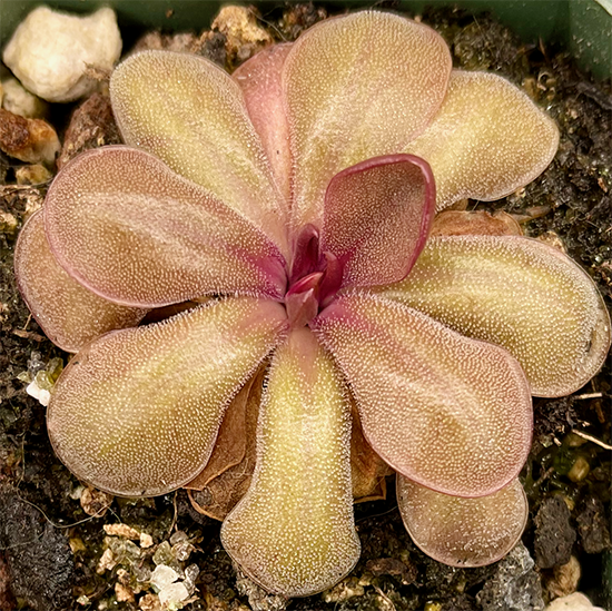 (image for) Pinguicula moranensis Big Spur