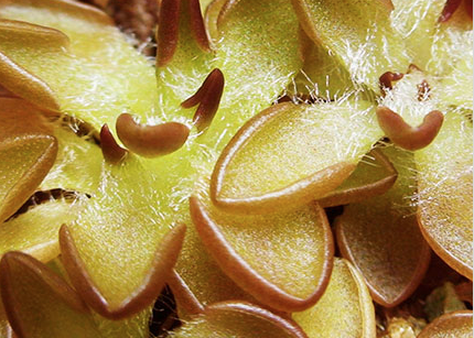 (image for) Pinguicula Nivalis