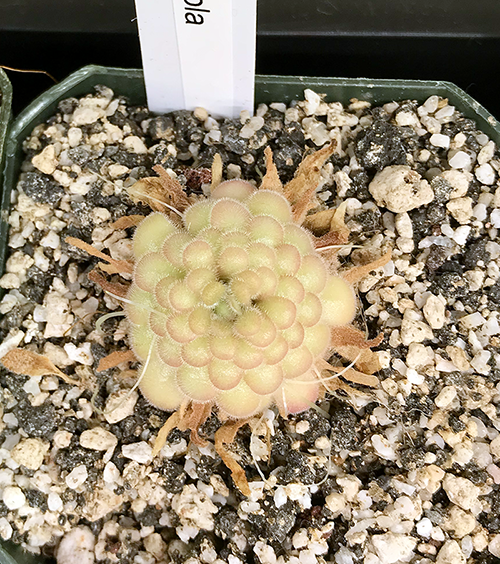 (image for) Pinguicula agnata x Gypsicola ‘Agnicola'