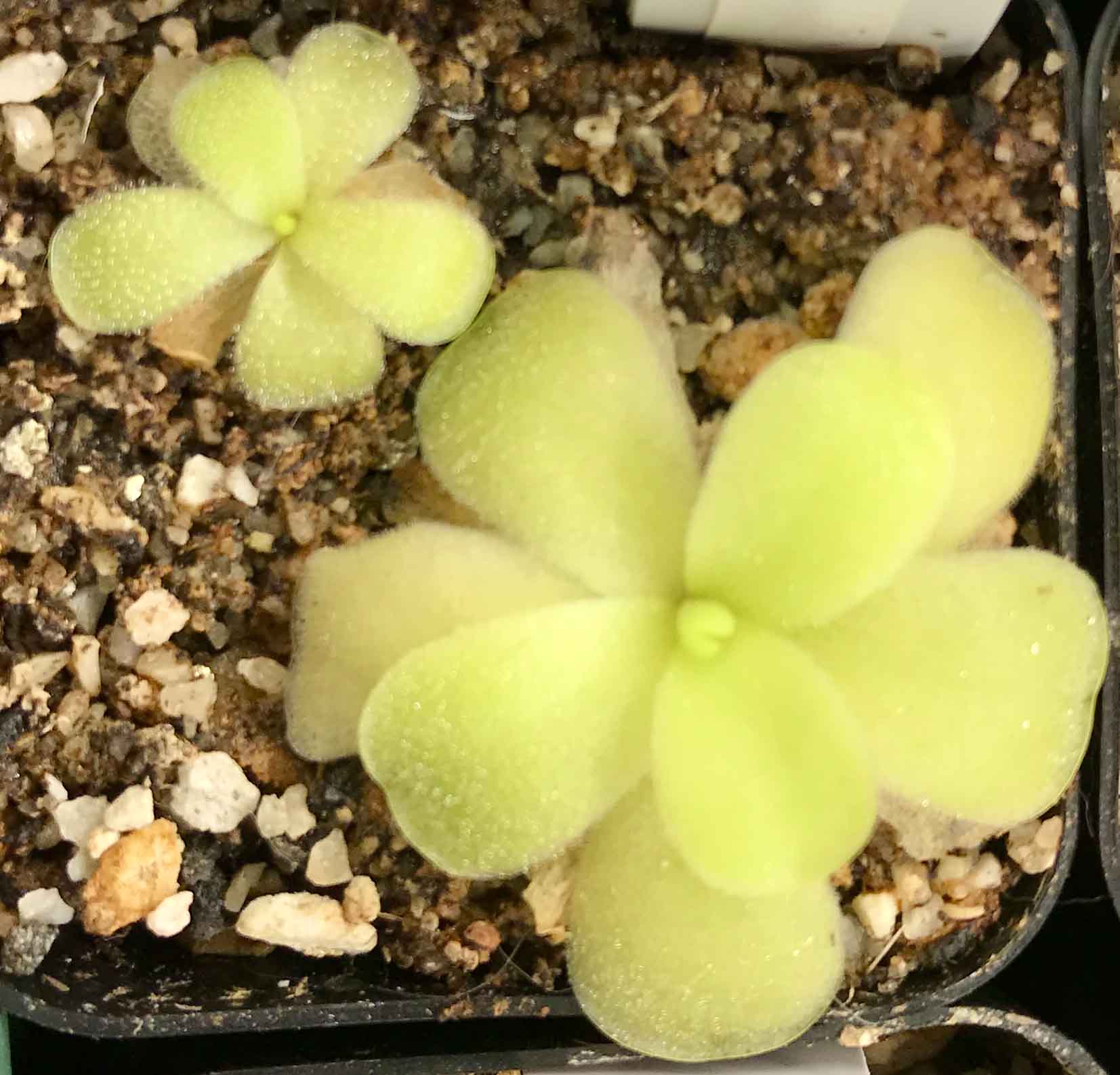 (image for) Pinguicula Gigantea Alfred Lau #13