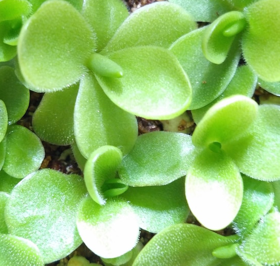 (image for) Pinguicula gigantea x Moranensis 'Bugbane'