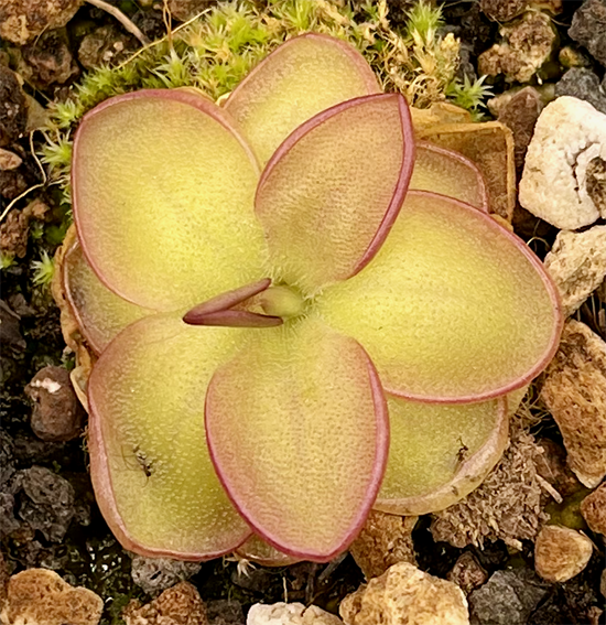 (image for) Pinguicula Crassifolia x Laueana red