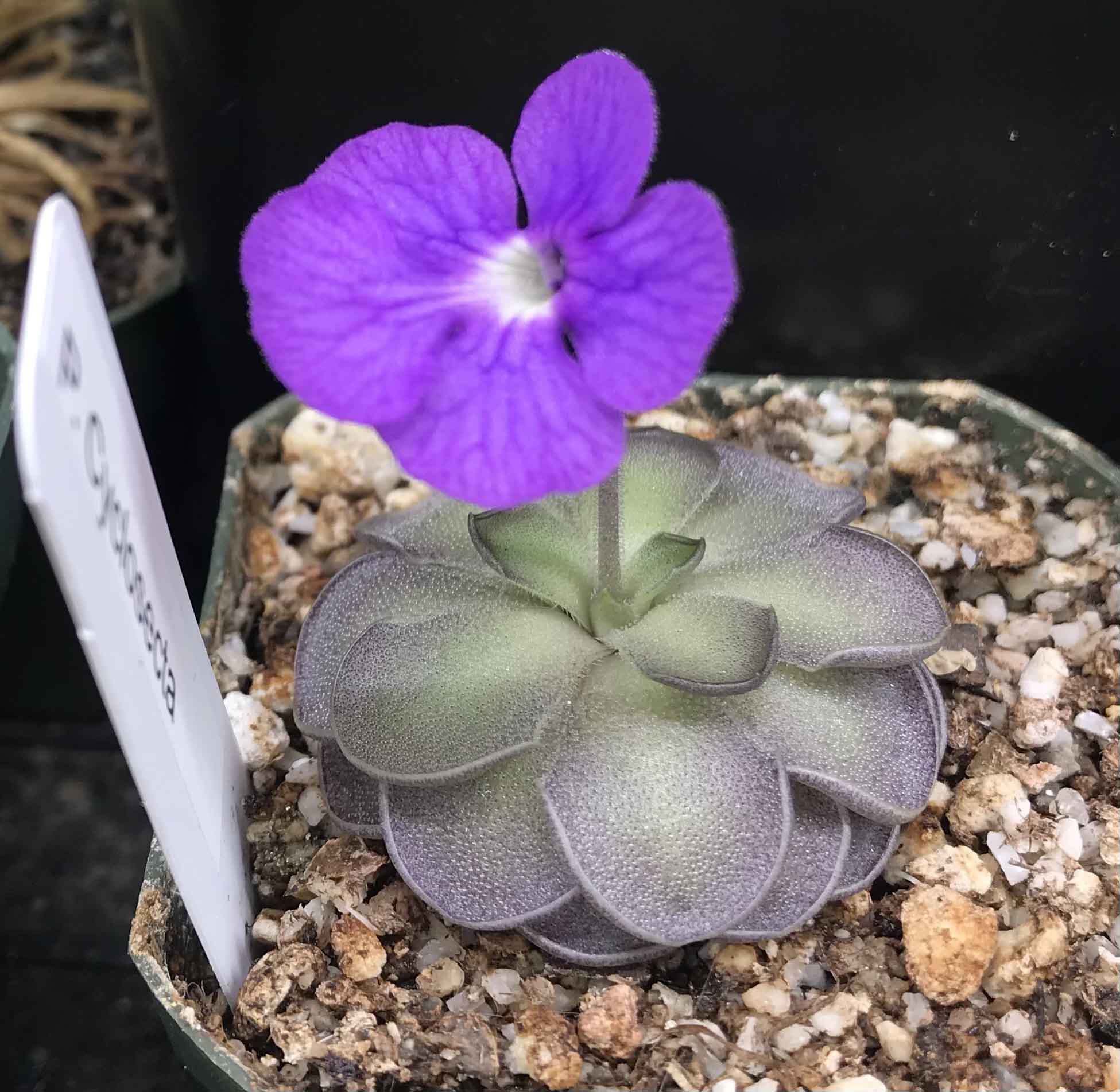 (image for) Pinguicula Cyclosecta