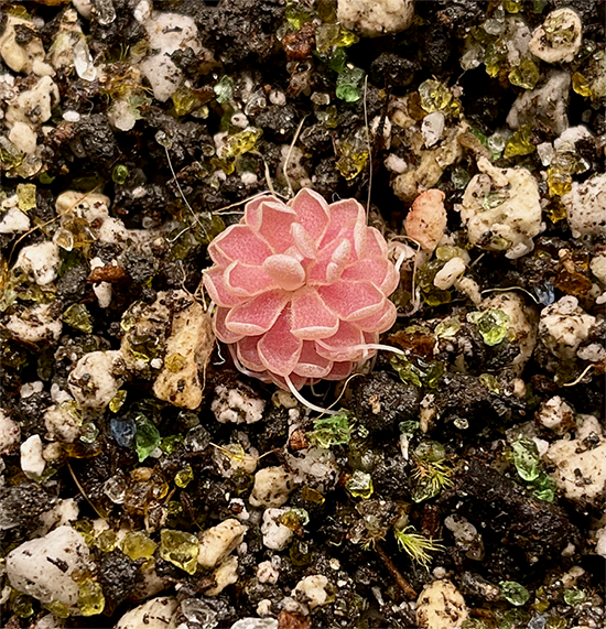 (image for) Pinguicula Debbertiana Metallic Purple