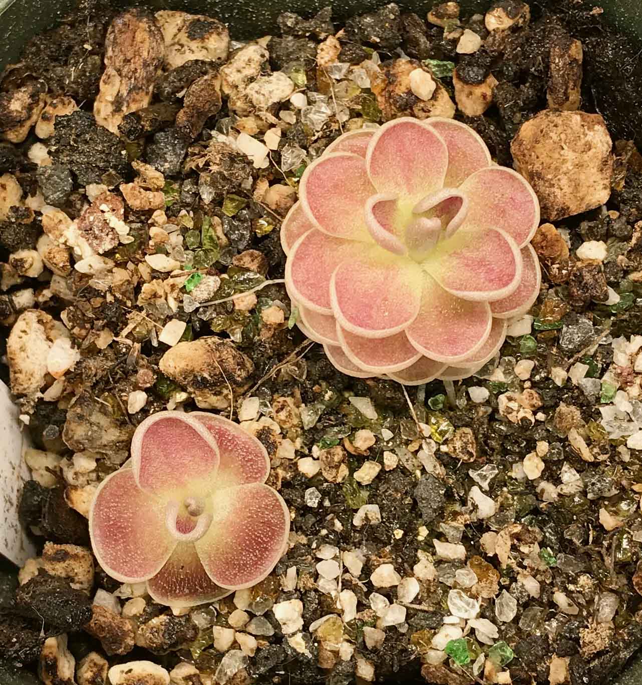 (image for) Pinguicula esseriana X ehlersiae X Jaumavensis 'El Mirador'