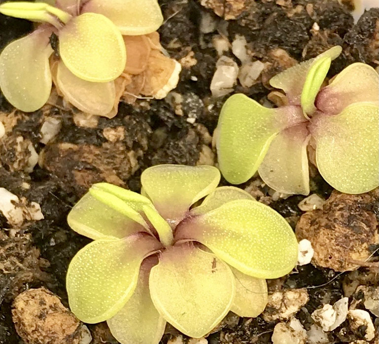 (image for) Pinguicula Emarginata