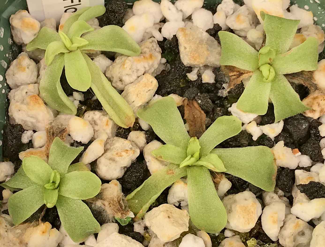 (image for) Pinguicula Emarginata Semi White Flower