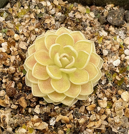 (image for) Pinguicula Esseriana Giant