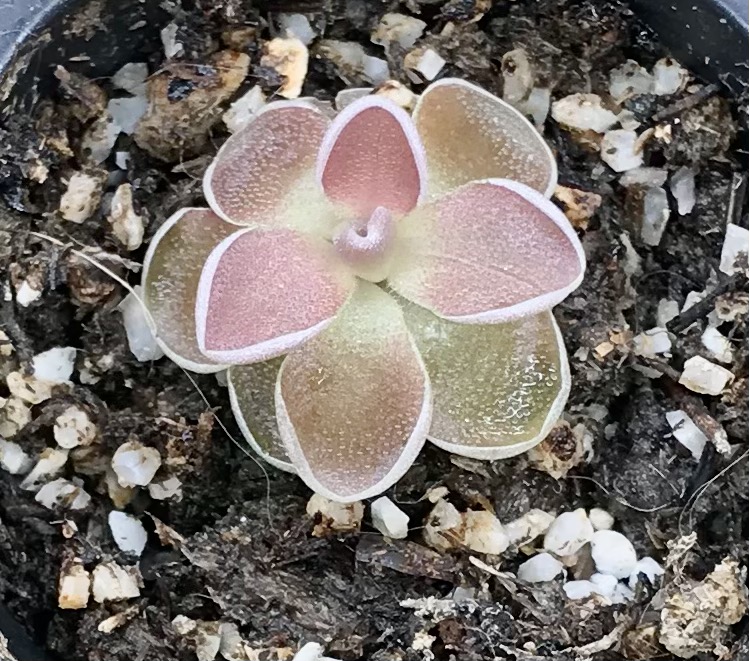 (image for) Pinguicula Ehlersiae Victoria