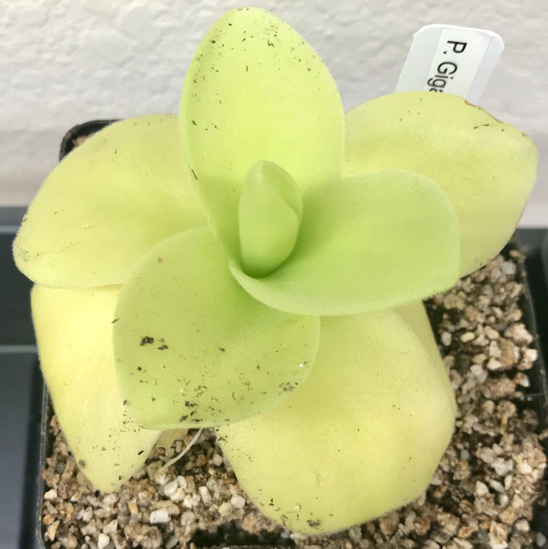 (image for) Pinguicula gigantea