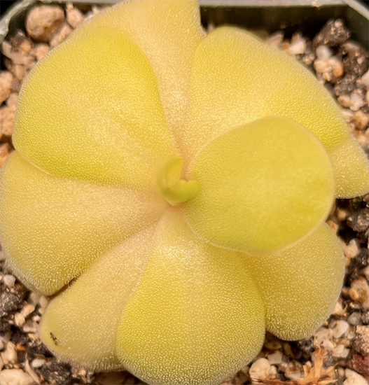 (image for) Pinguicula zecheri x Agnata ‘Gina’