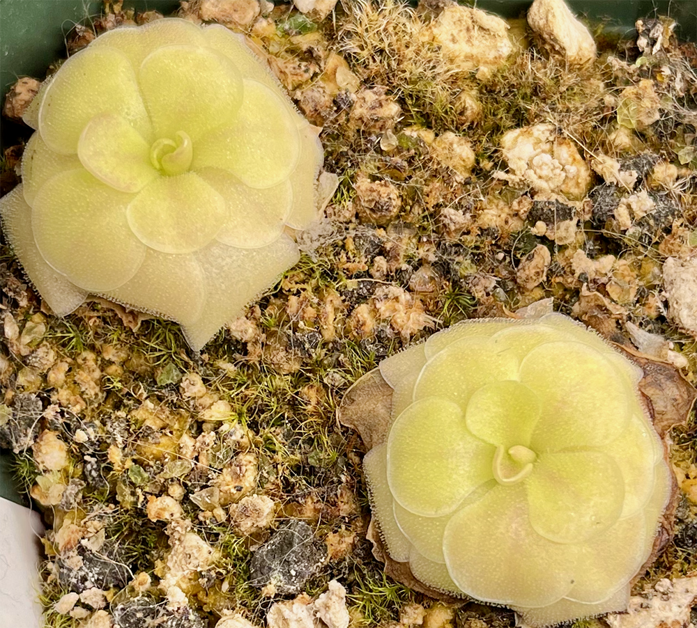 (image for) Pinguicula moranensis f Alba Golden Eye