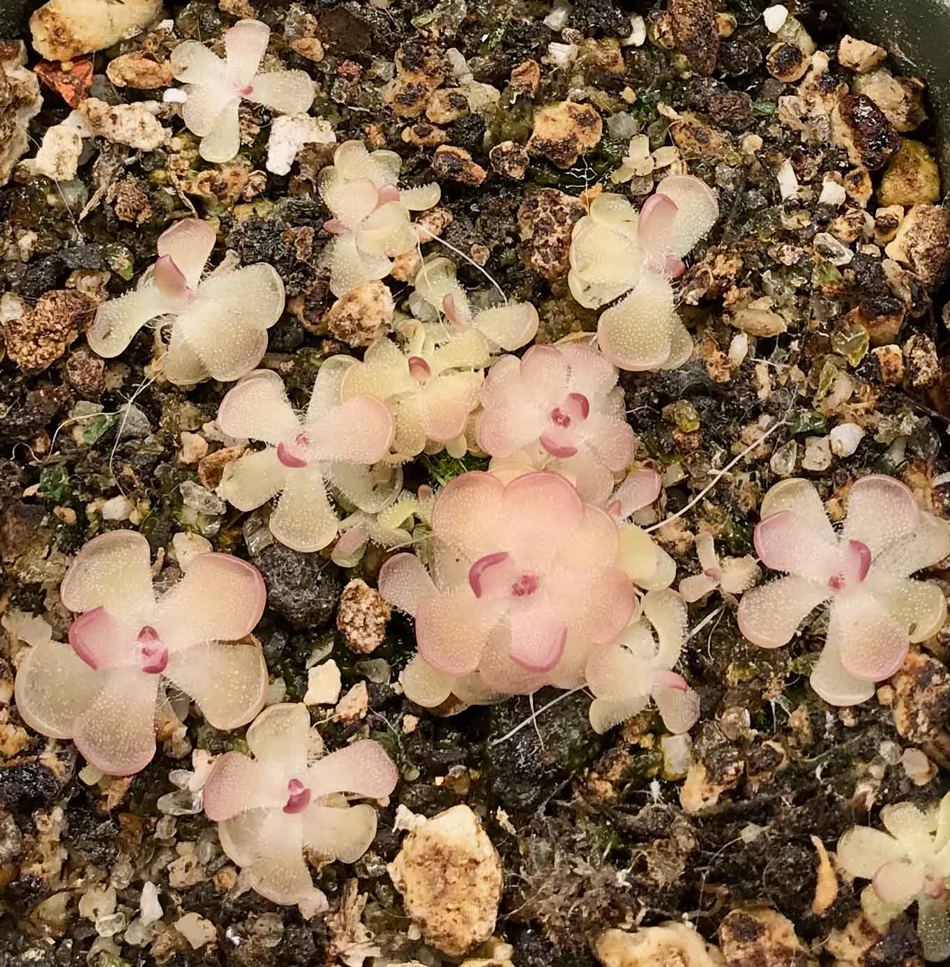 (image for) Pinguicula Gracilis x Rotundiflora