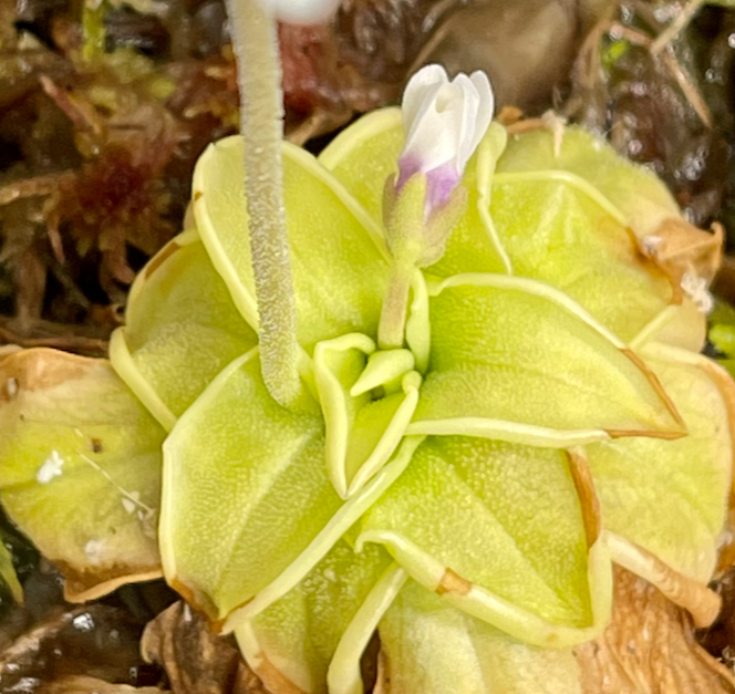 (image for) Pinguicula - USA