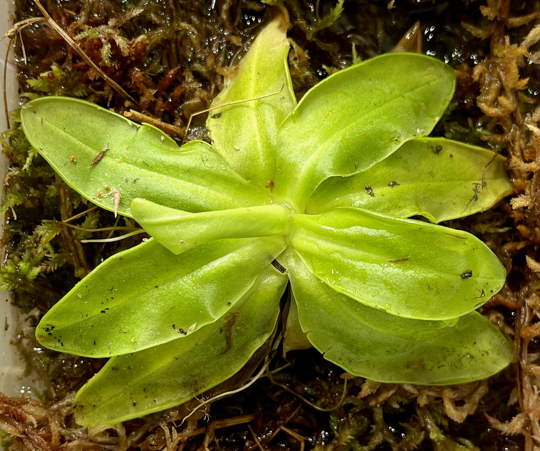 (image for) Pinguicula - Butterworts