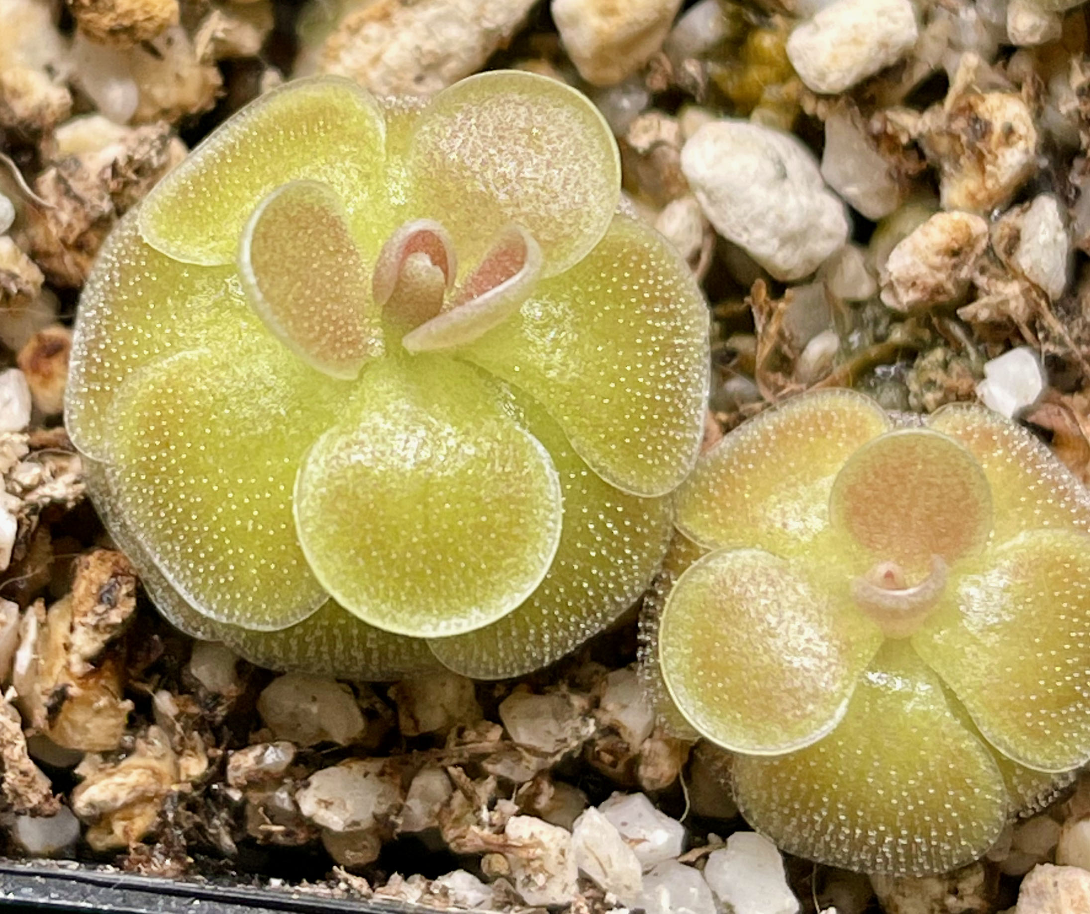 (image for) Pinguicula jaumavensis