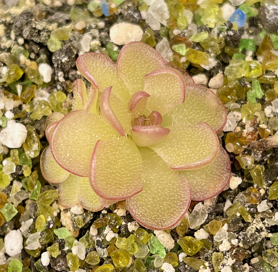 (image for) Pinguicula Kondoi (=P. Reticulata)