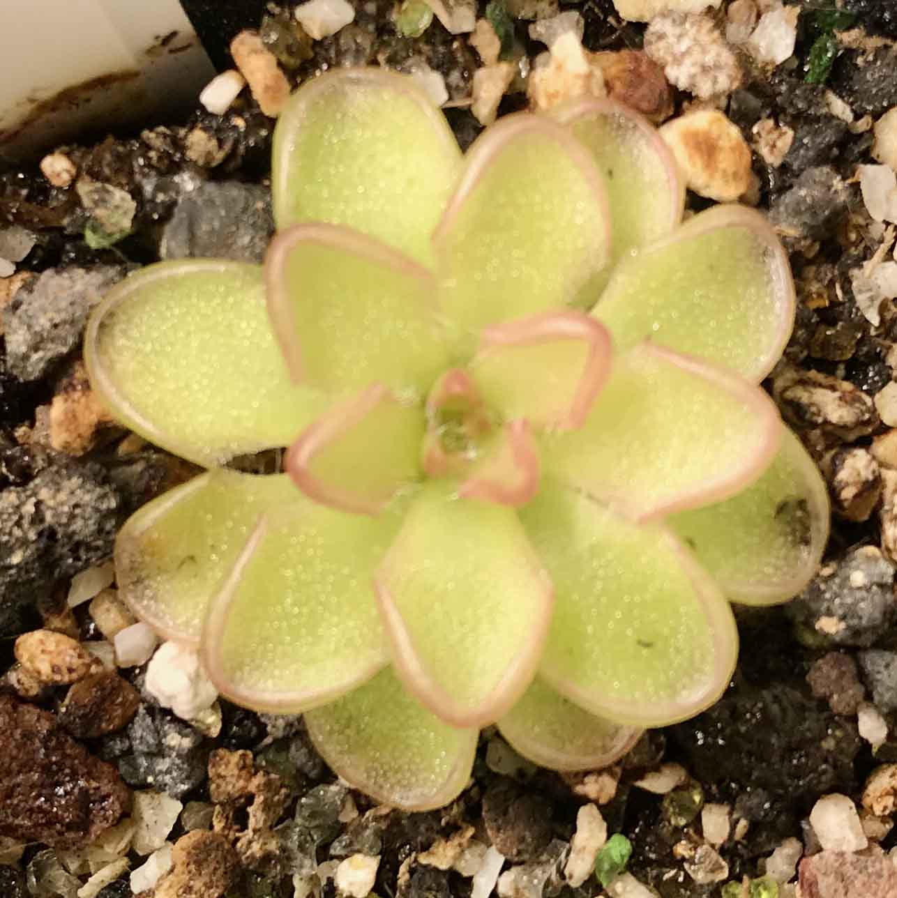 (image for) Pinguicula Kondoi Giant